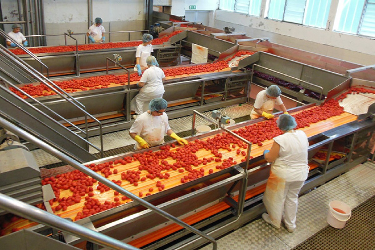 Caso dos tomates: a eficiência das correias Volta que evita vazamentos 